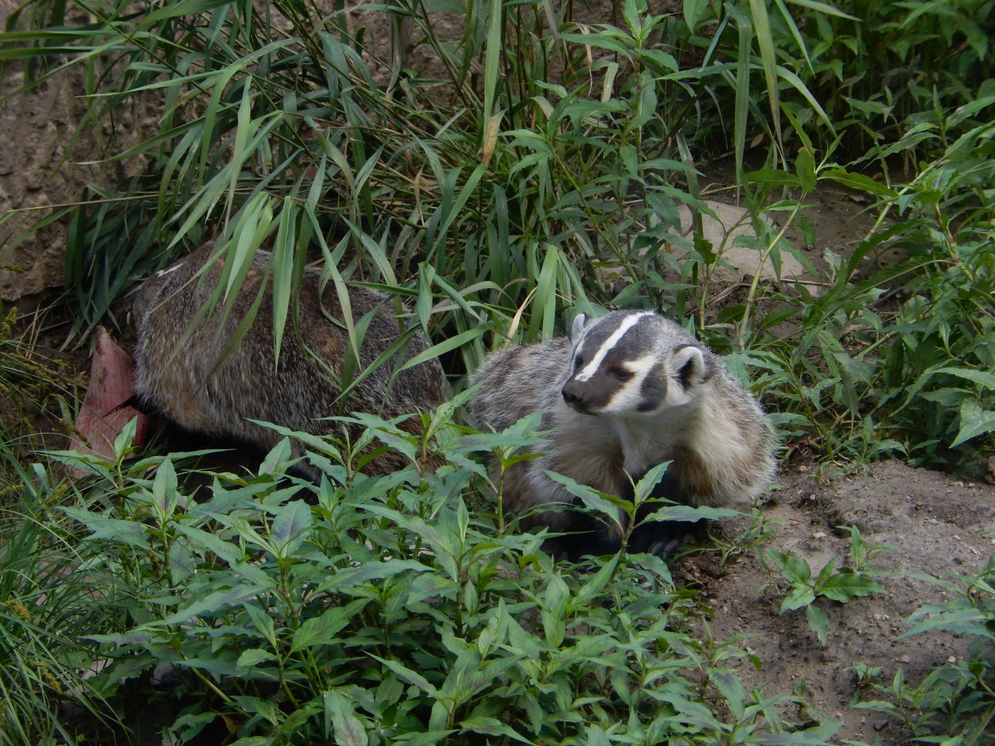 6/23/2024 - American Badgers