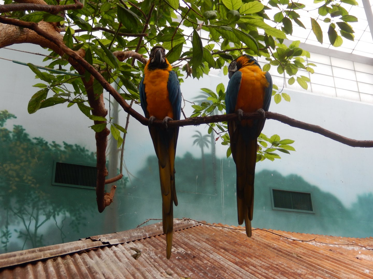 6/23/2024 - Blue & Yellow Macaws