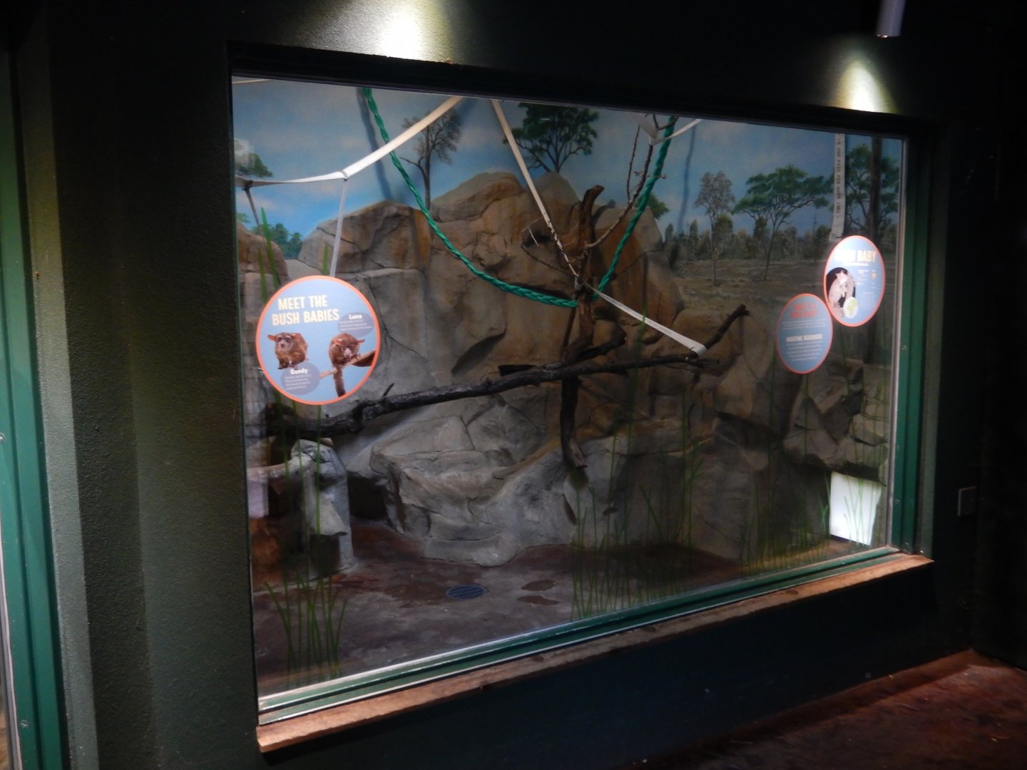 6/23/2024 - Greater Galago Exhibit