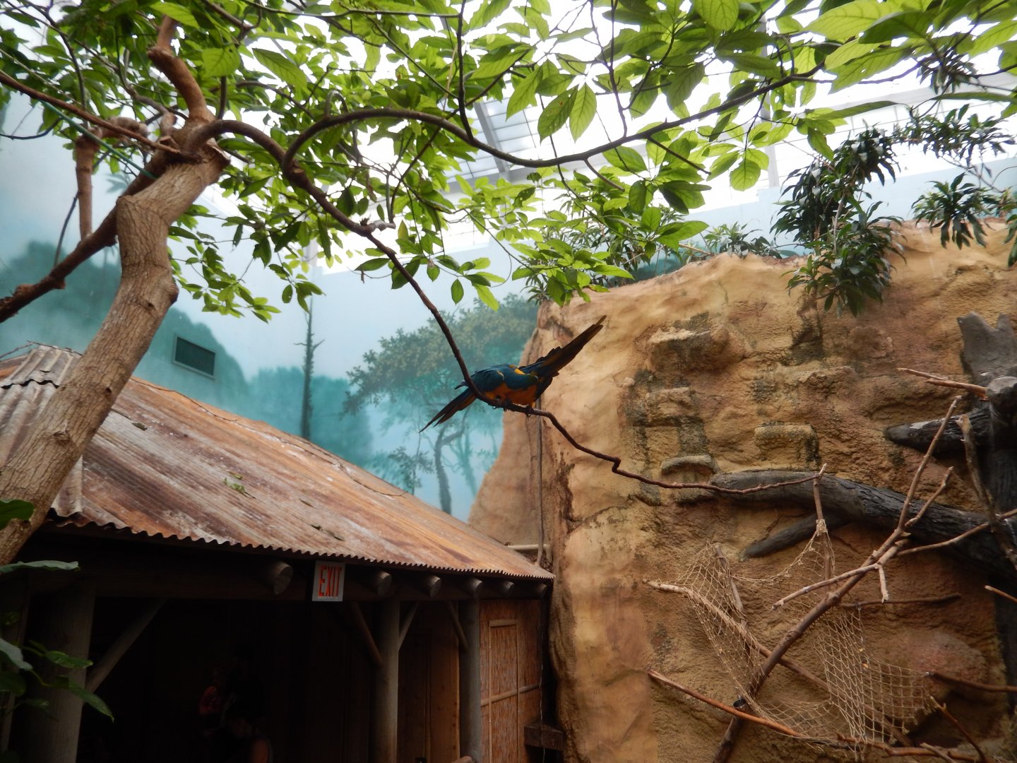 6/23/2024 - New Macaw Vine