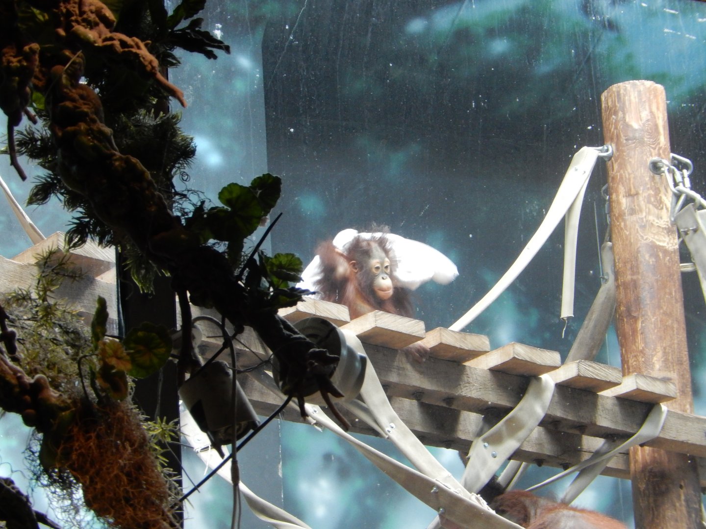 6/23/2024 - Peek-a-Boo!