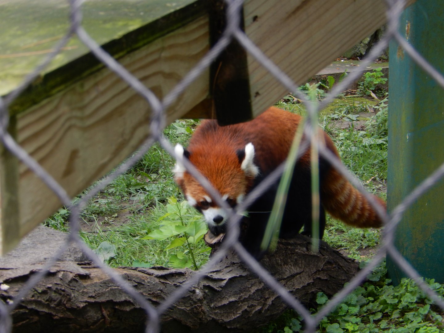 6/23/2024 - Red Panda