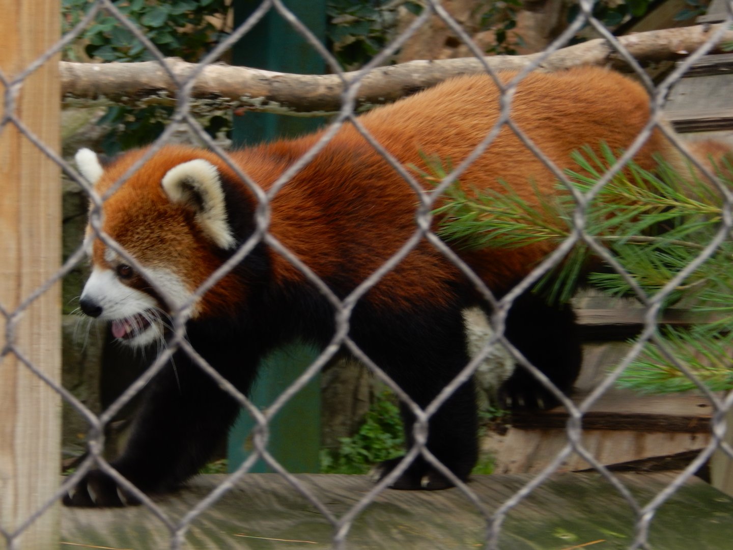 6/23/2024 - Red Panda