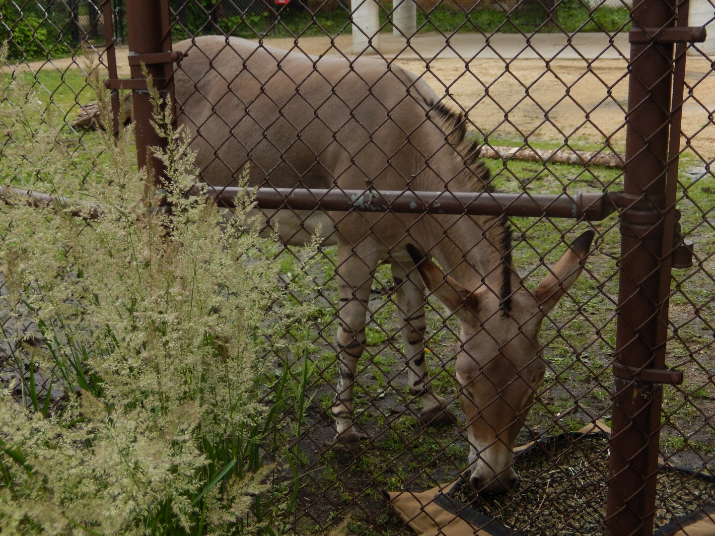 6/23/2024 - Somali Wild Ass