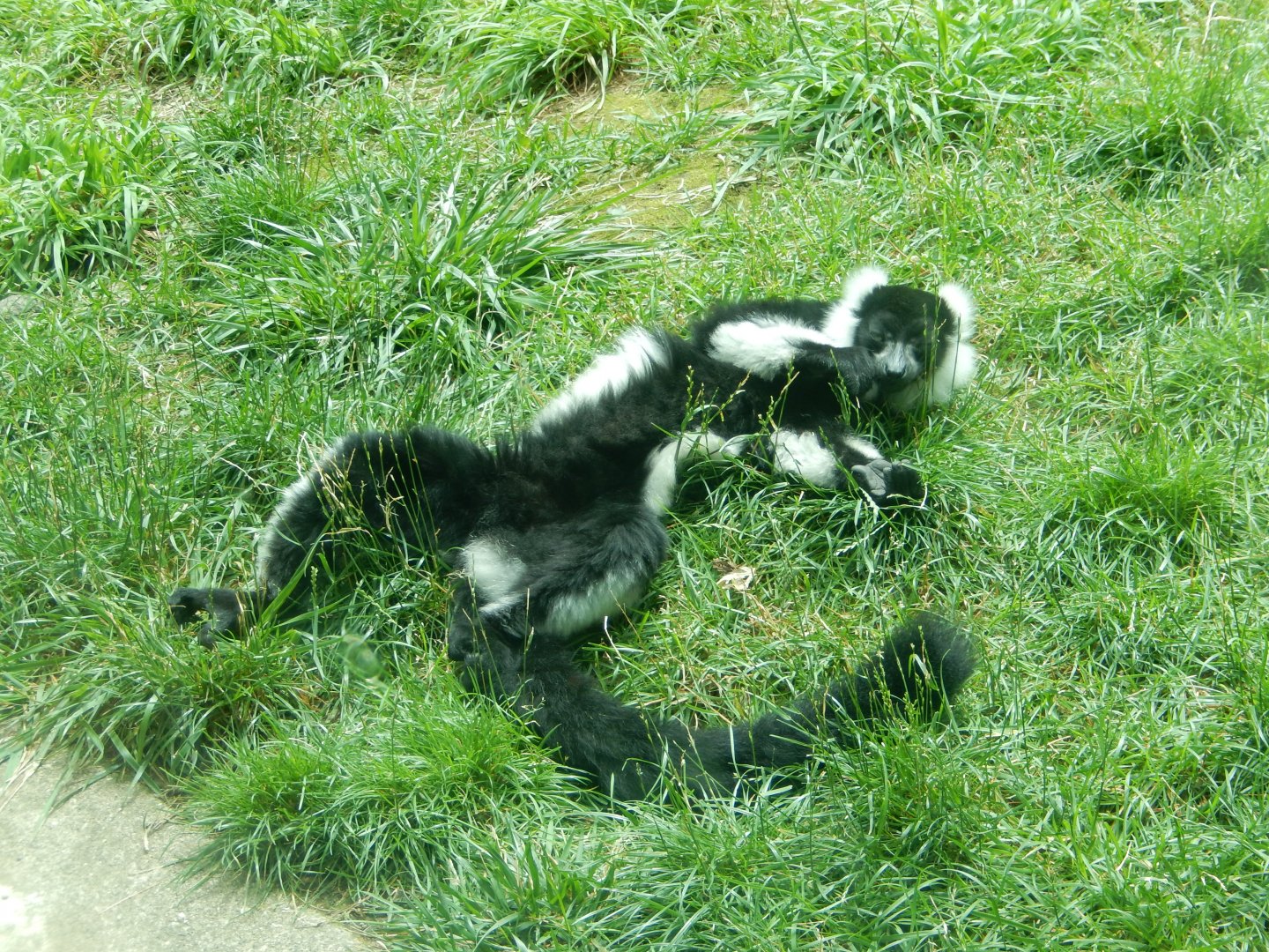 6/23/2024 - Sunbathing