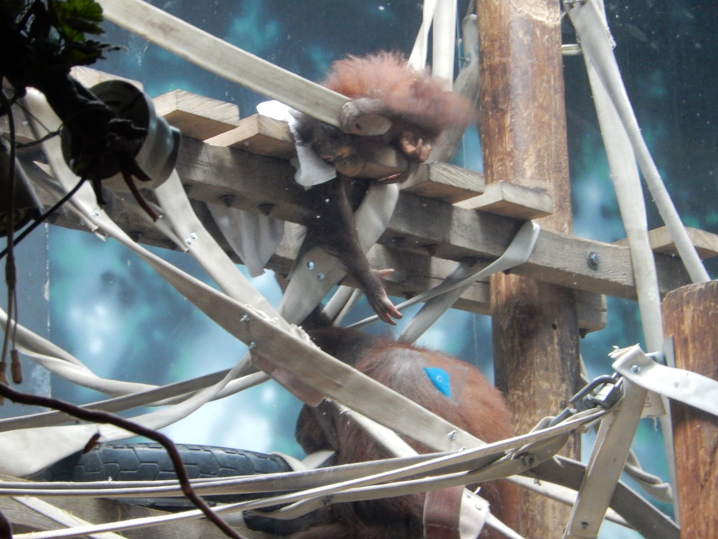 6/23/2024 - Whatcha Doing, Ma?