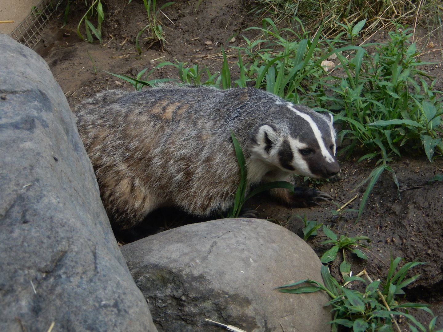 6/23/2024 - Wisconsin's State Animal