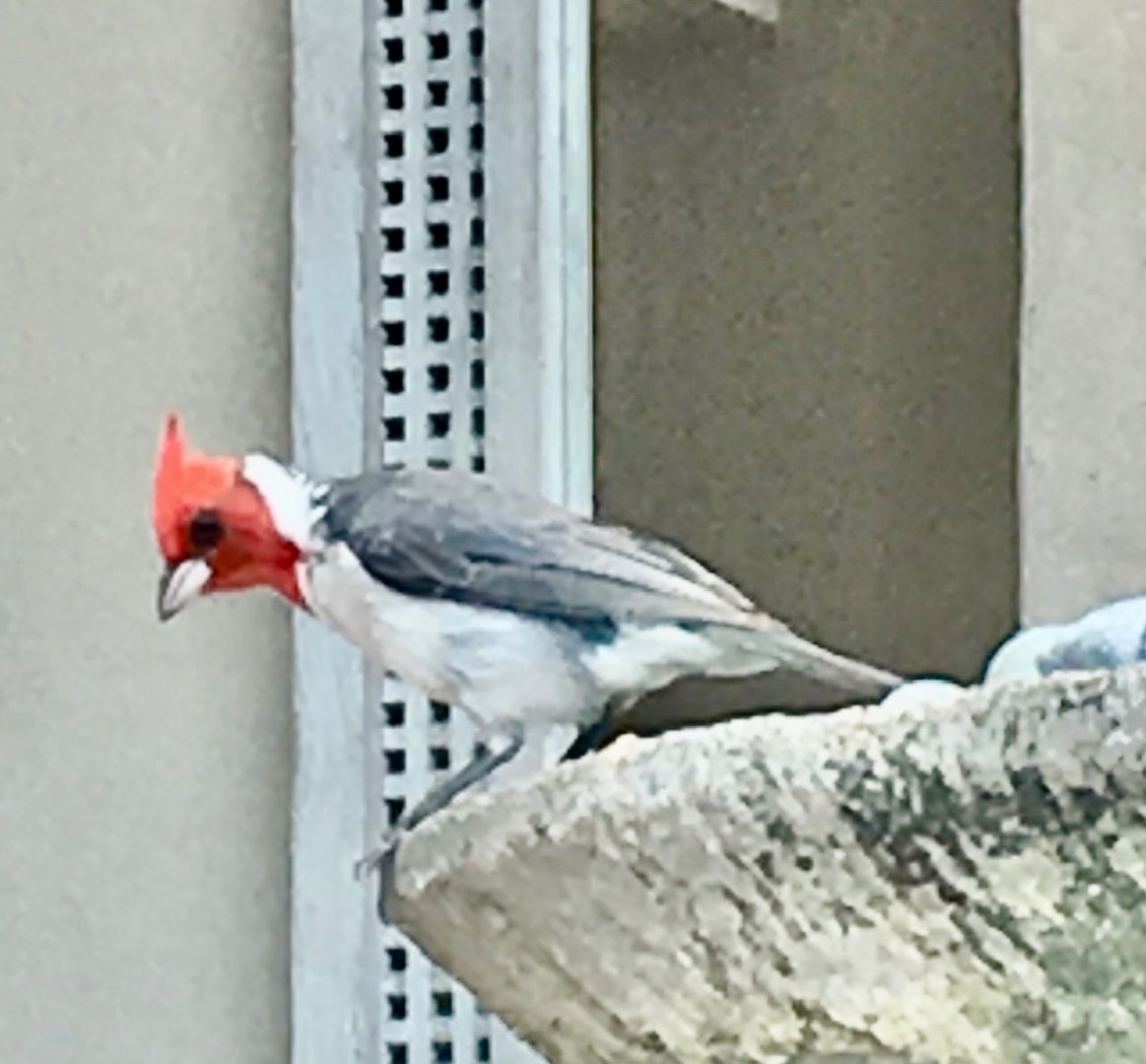 6/24/19 Red-crested Cardinal, Maui, HI
