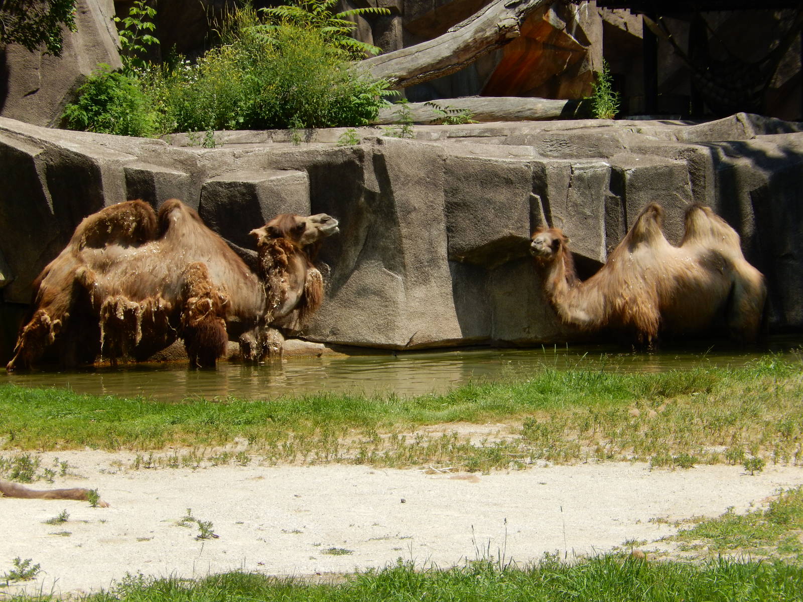 6/24/2016 - Bactrian Camels Cool Off
