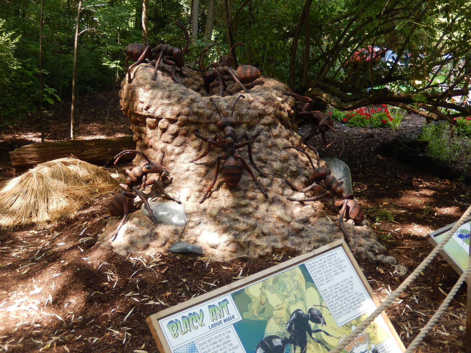 6/24/2016 - Black Ants