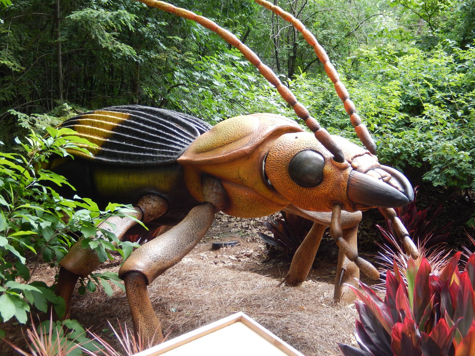 6/24/2016 - Bombardier Beetle