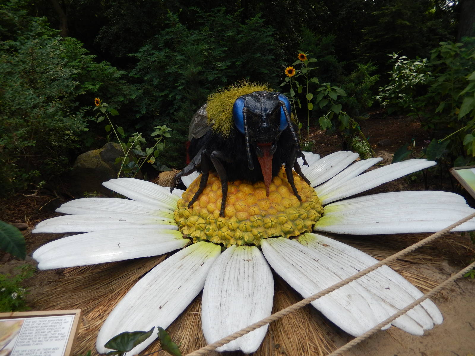 6/24/2016 - Bumblebee