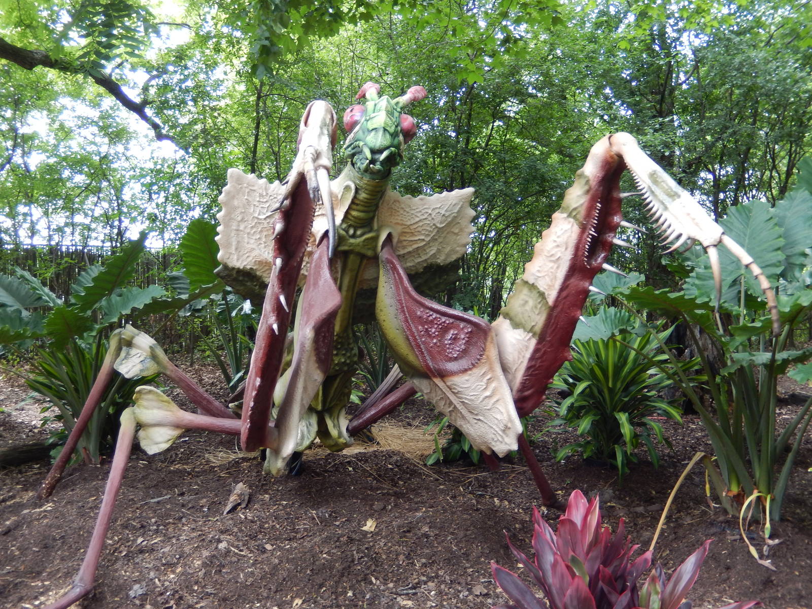 6/24/2016 - Devil's Flower Mantis