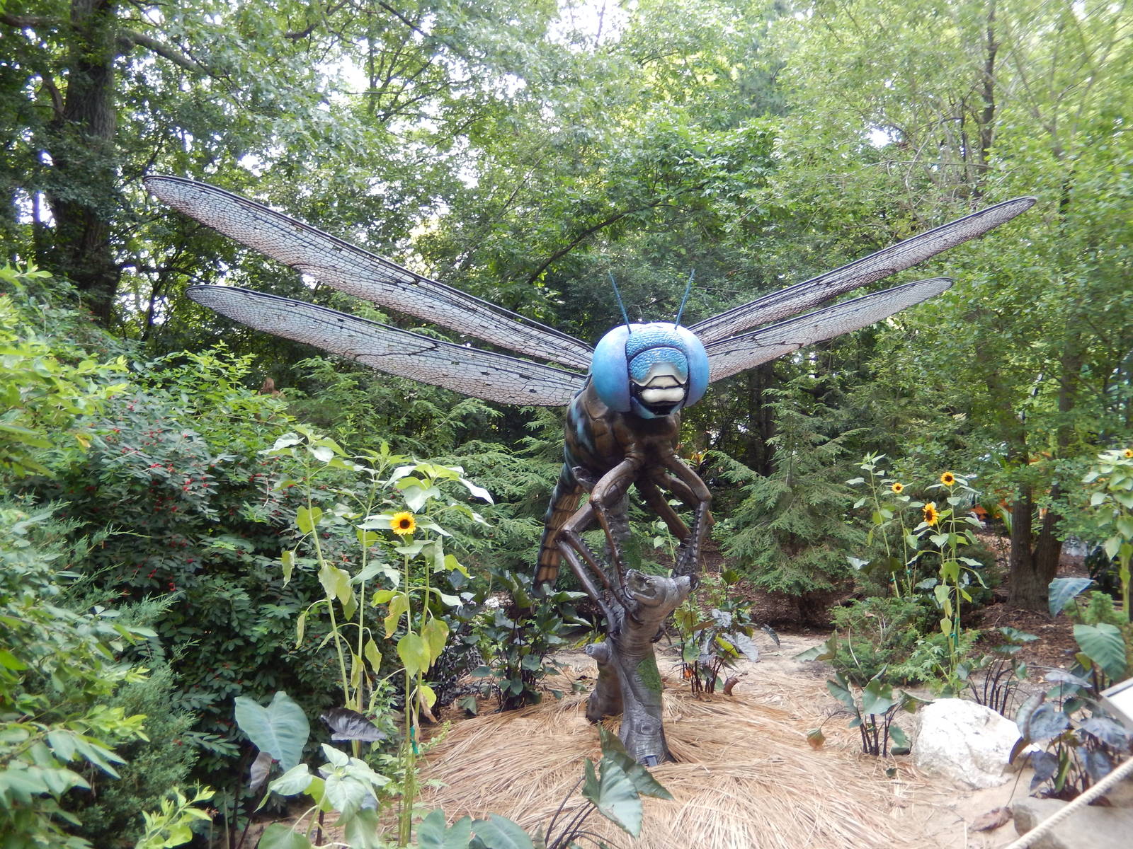 6/24/2016 - Dragonfly (Blue-Eyed Darner?)