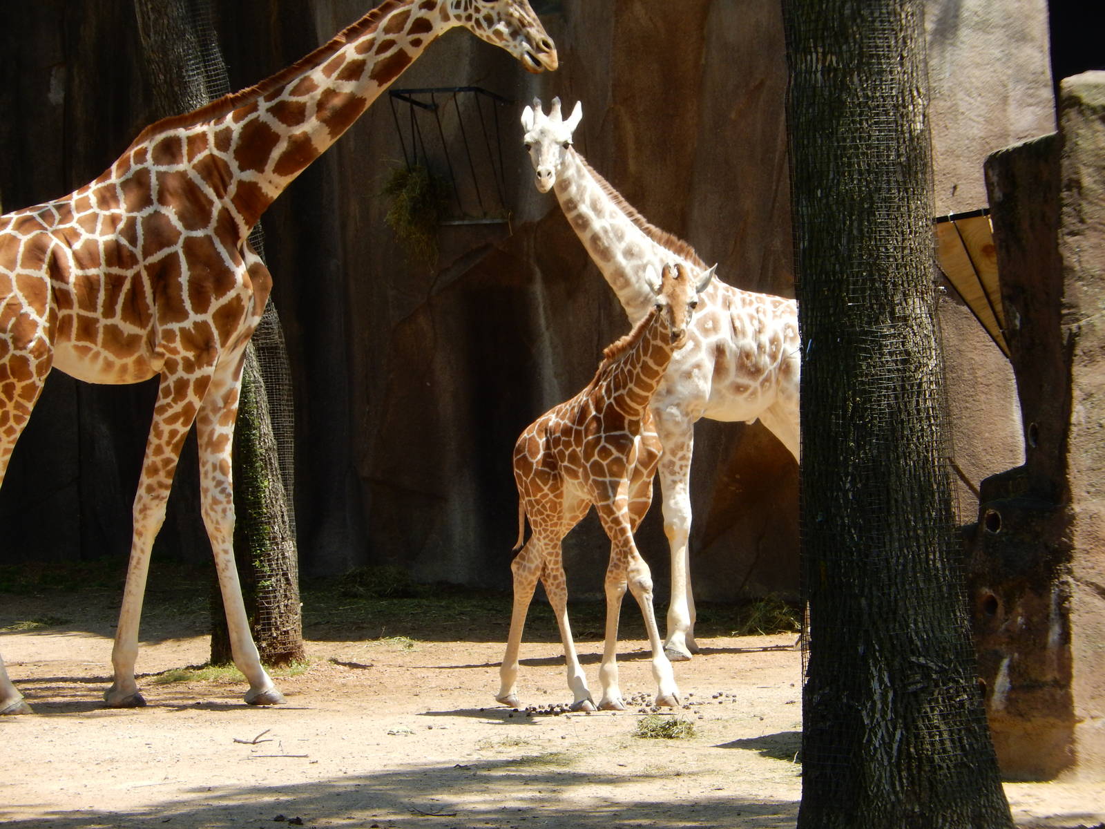 6/24/2016 - Giraffe Half-Siblings