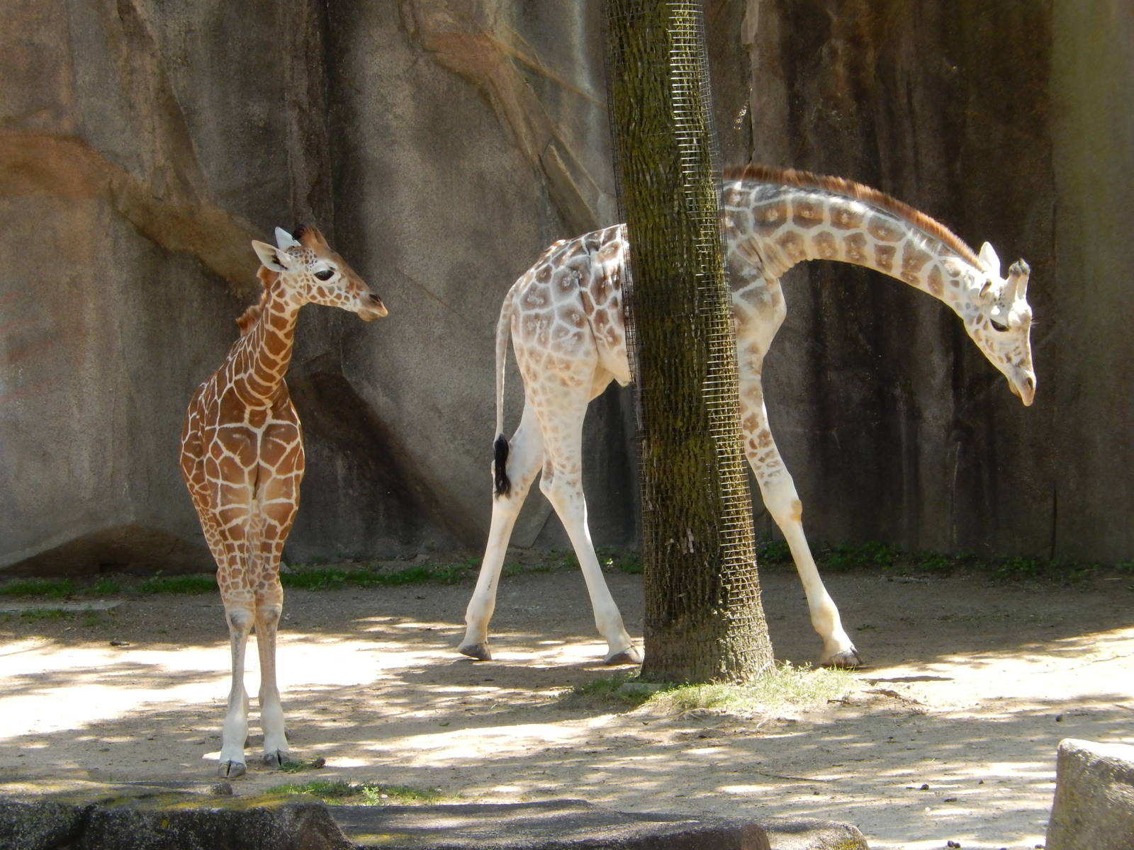 6/24/2016 - Giraffe Half-Siblings