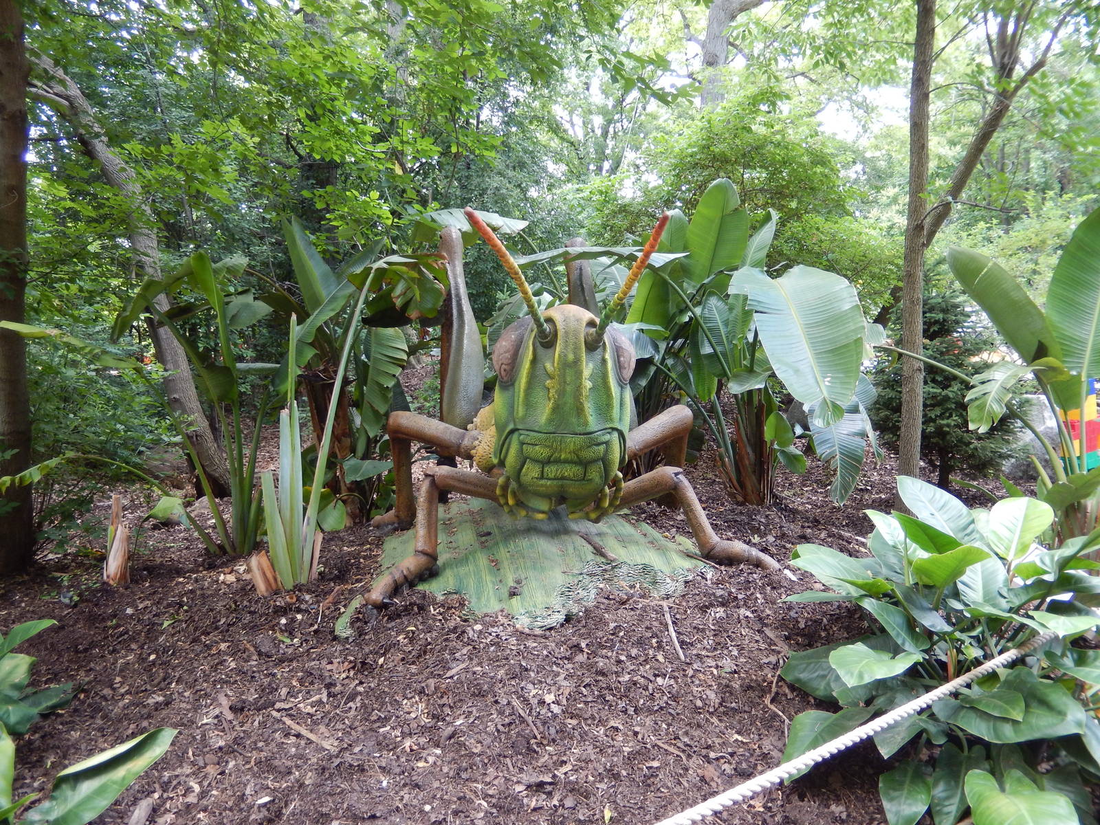 6/24/2016 - Grasshopper