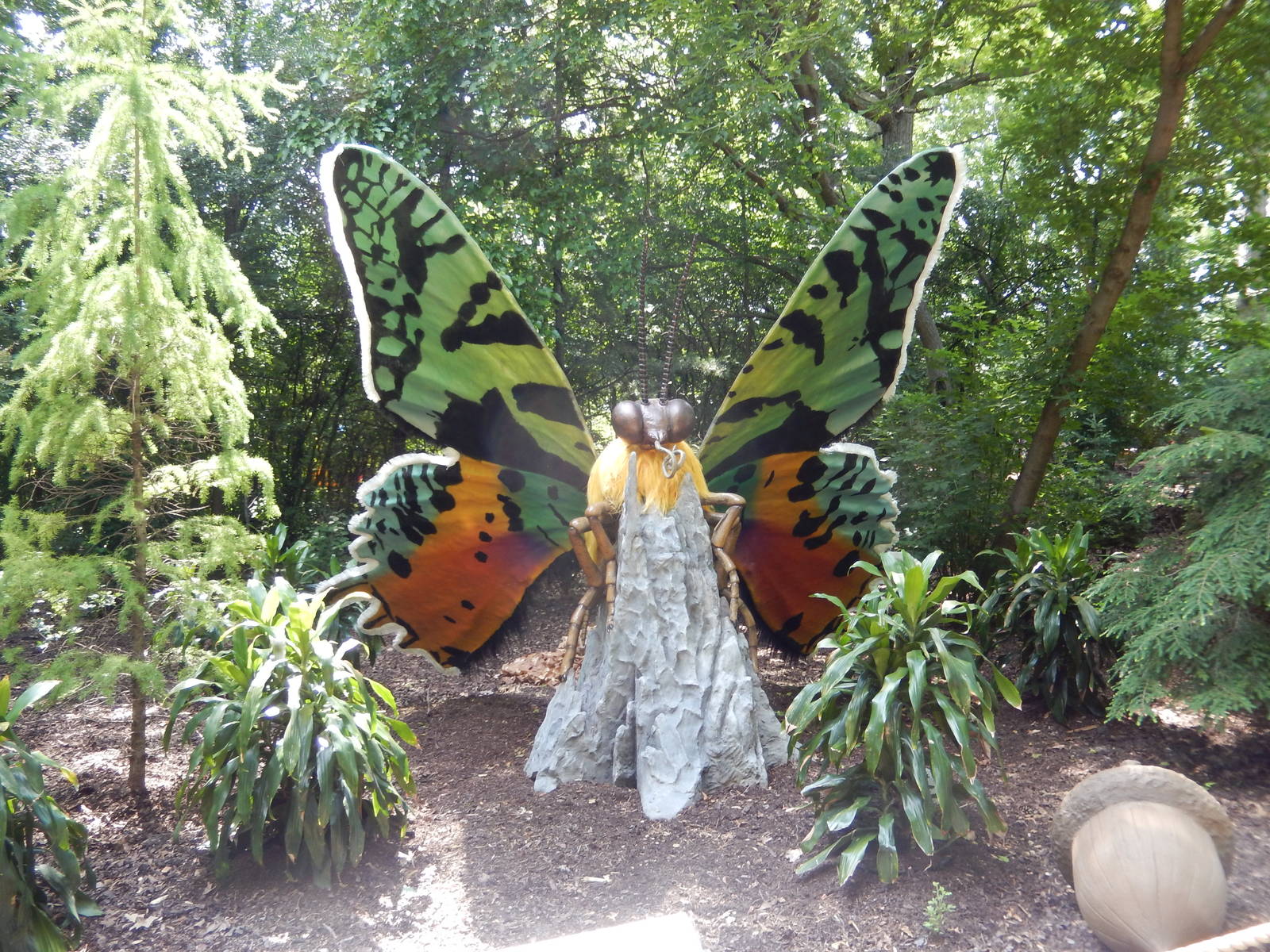 6/24/2016 - Madagascan Sunset Moth