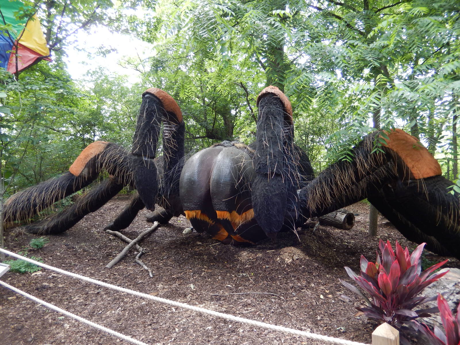 6/24/2016 - Mexican Red-Kneed Tarantula