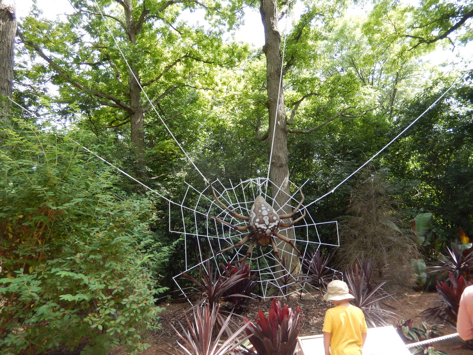 6/24/2016 - Spider (Species Help Please?)