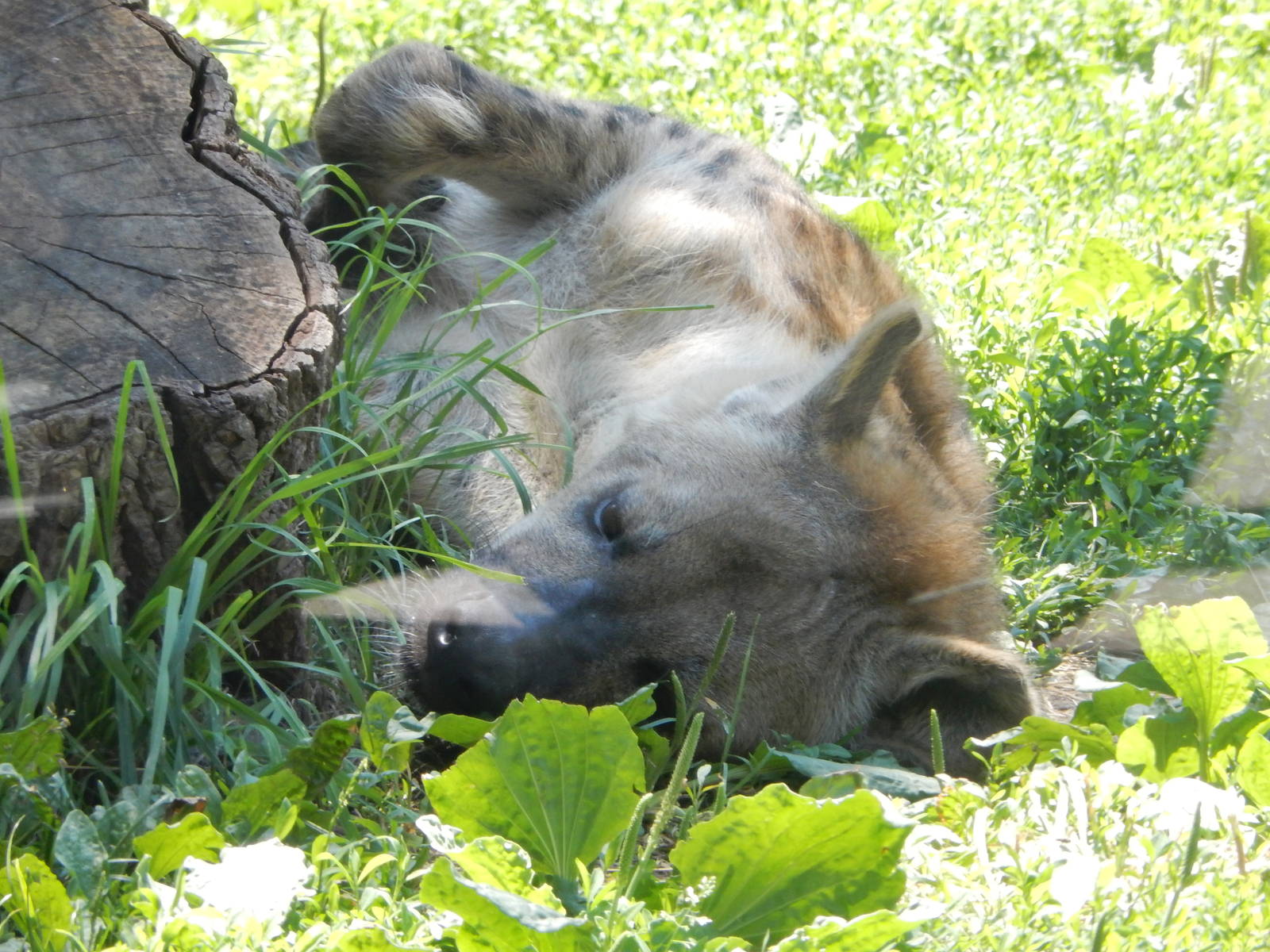 6/24/2016 - Spotted Hyena Beatin' the Heat
