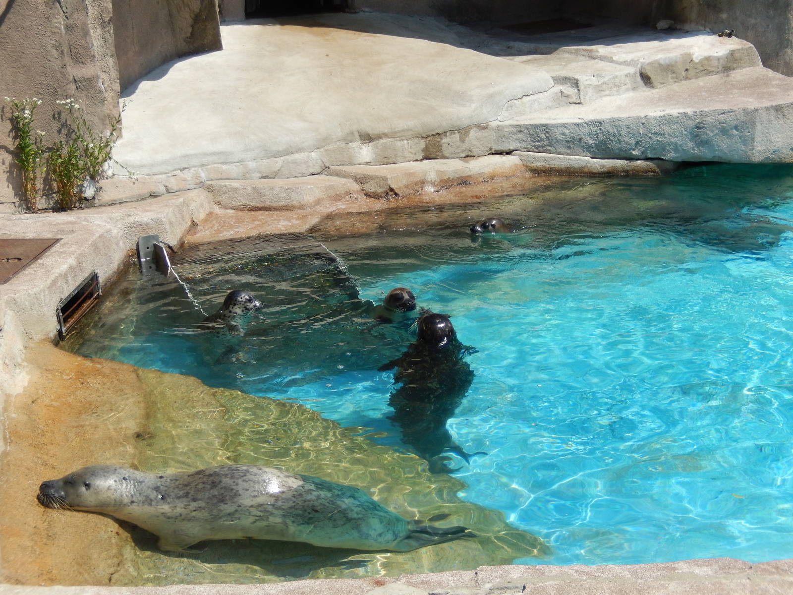 6/24/2016 - The Entire Harbor Seal Group