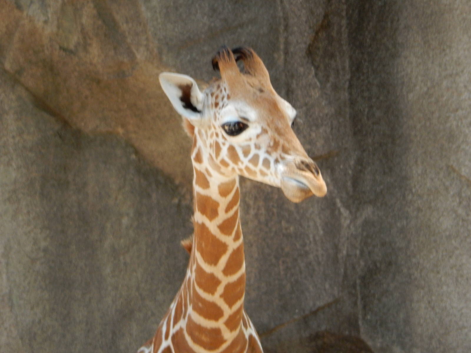 6/24/2016 - Zola Close-Up