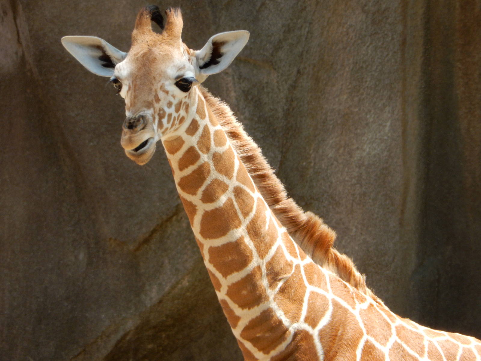 6/24/2016 - Zola Close-Up