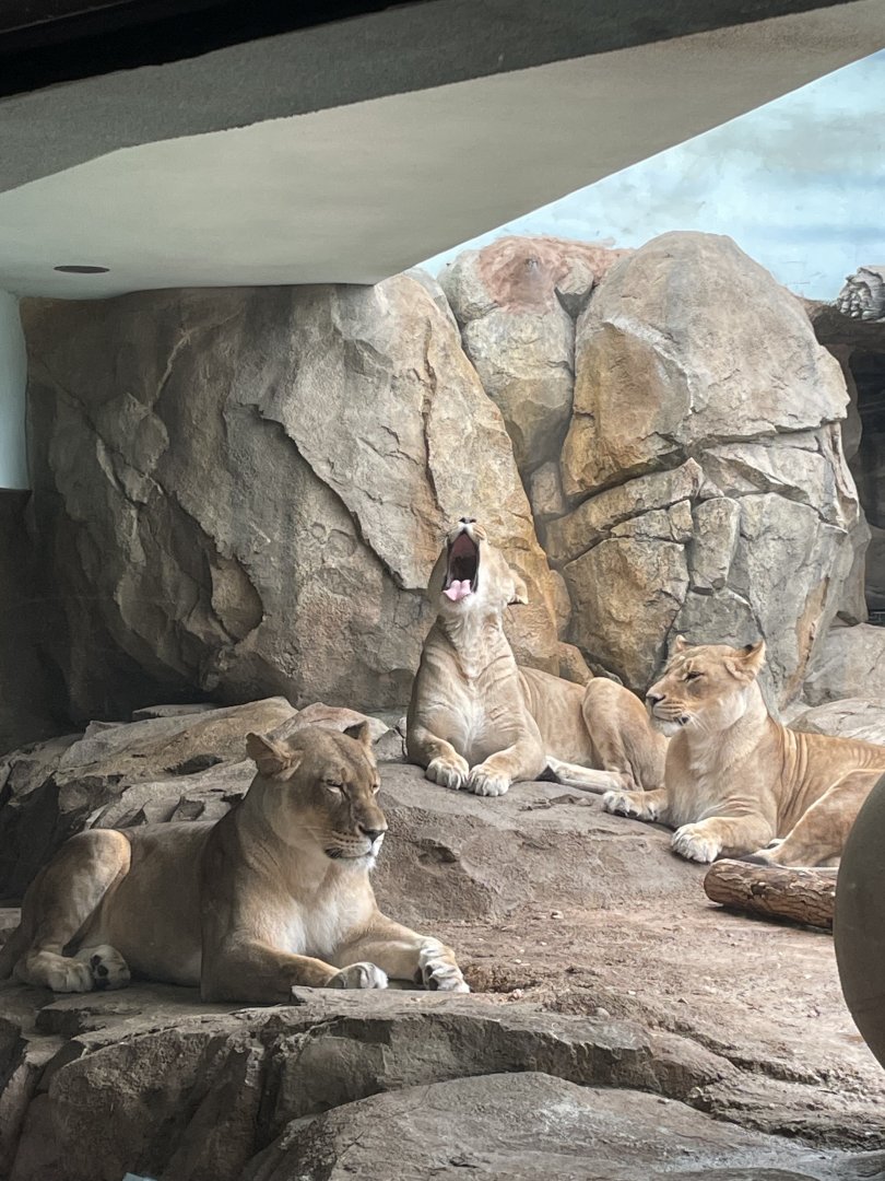 6/28/2025 - Lionesses