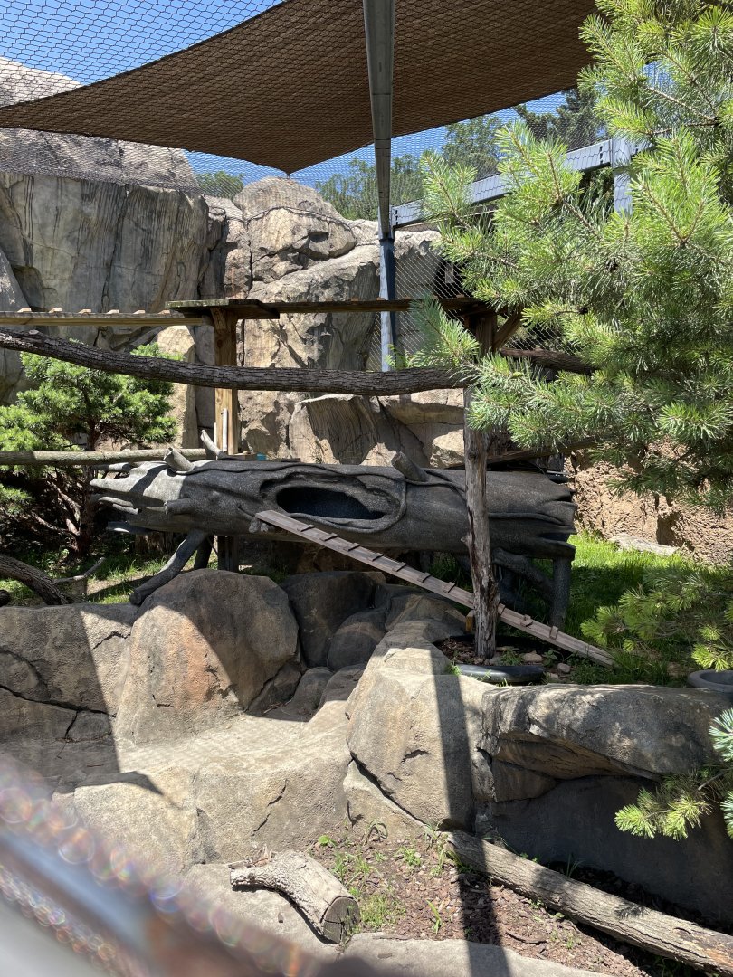 6/28/2025 - Red Panda Habitat