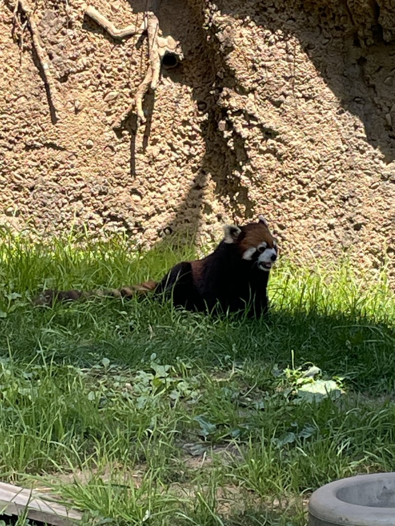 6/28/2025 - Red Panda