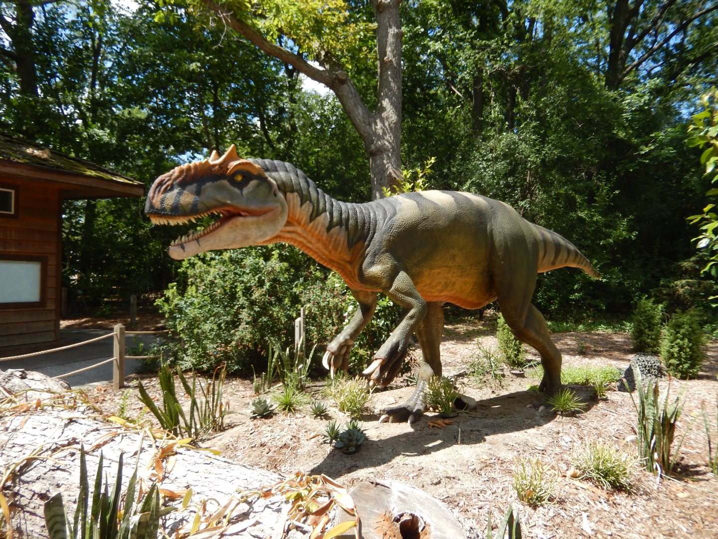 6/29/2024 - Allosaurus