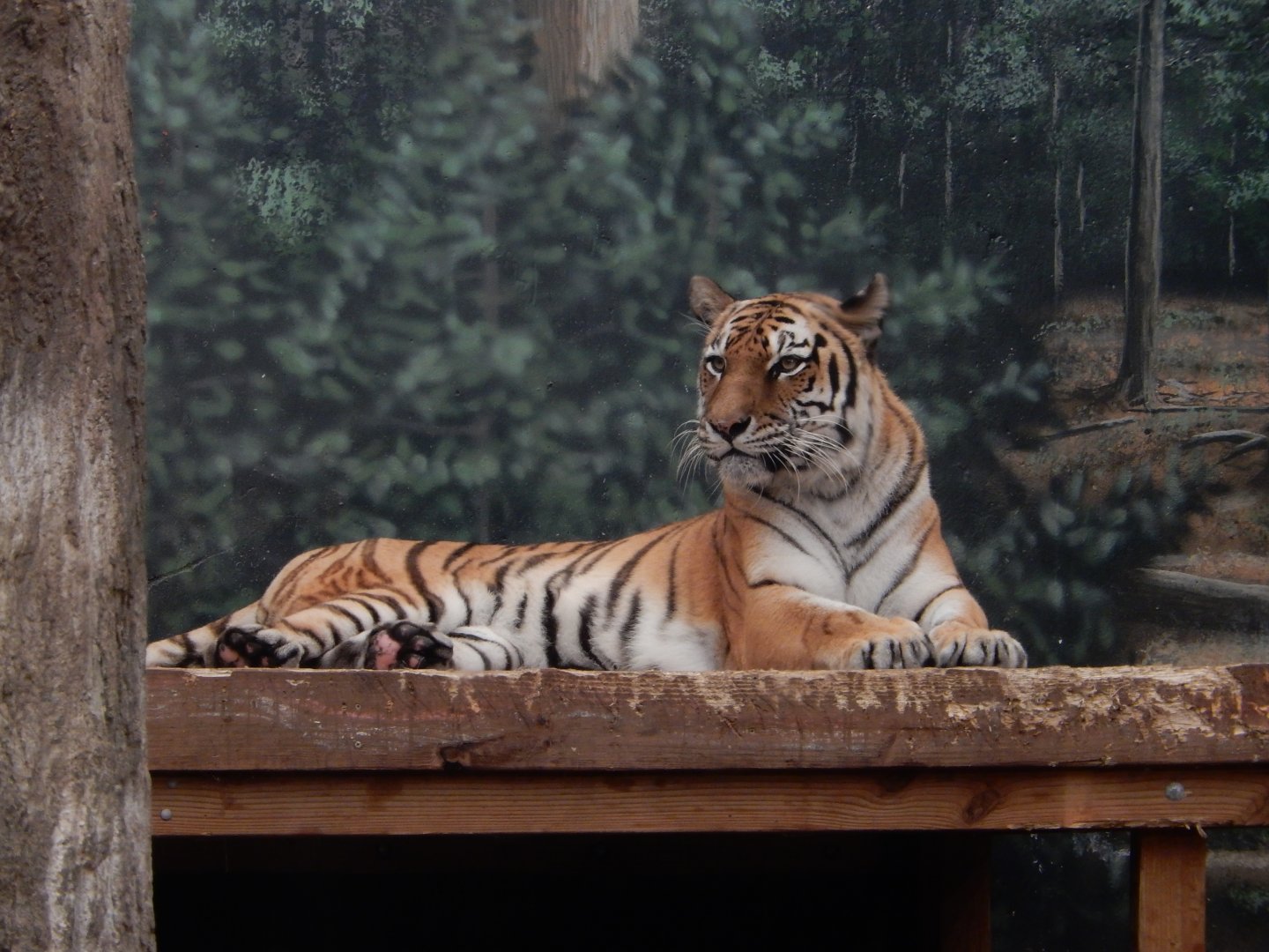 6/29/2024 - Amur Tiger