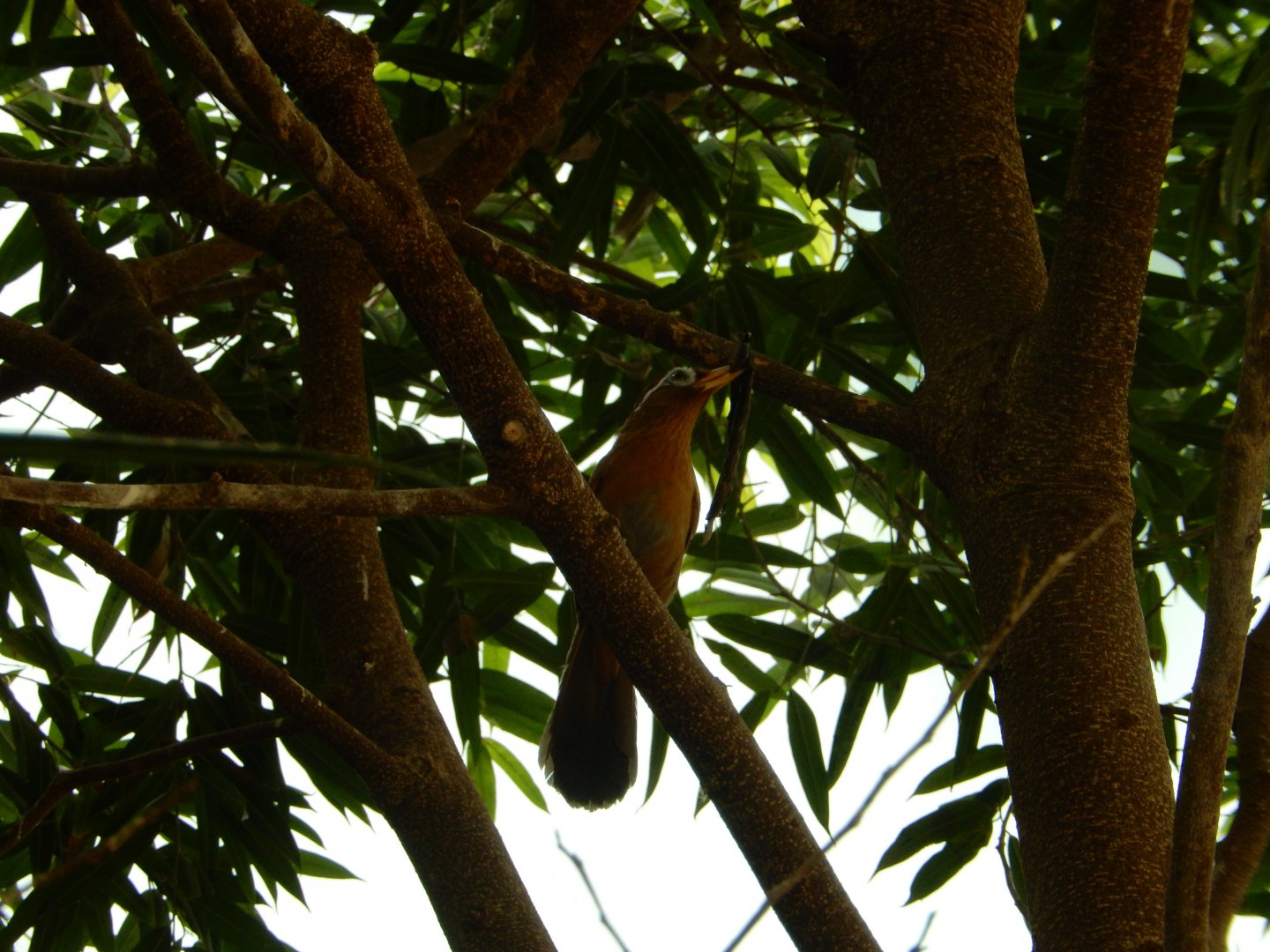 6/29/2024 - Chinese Hwamei