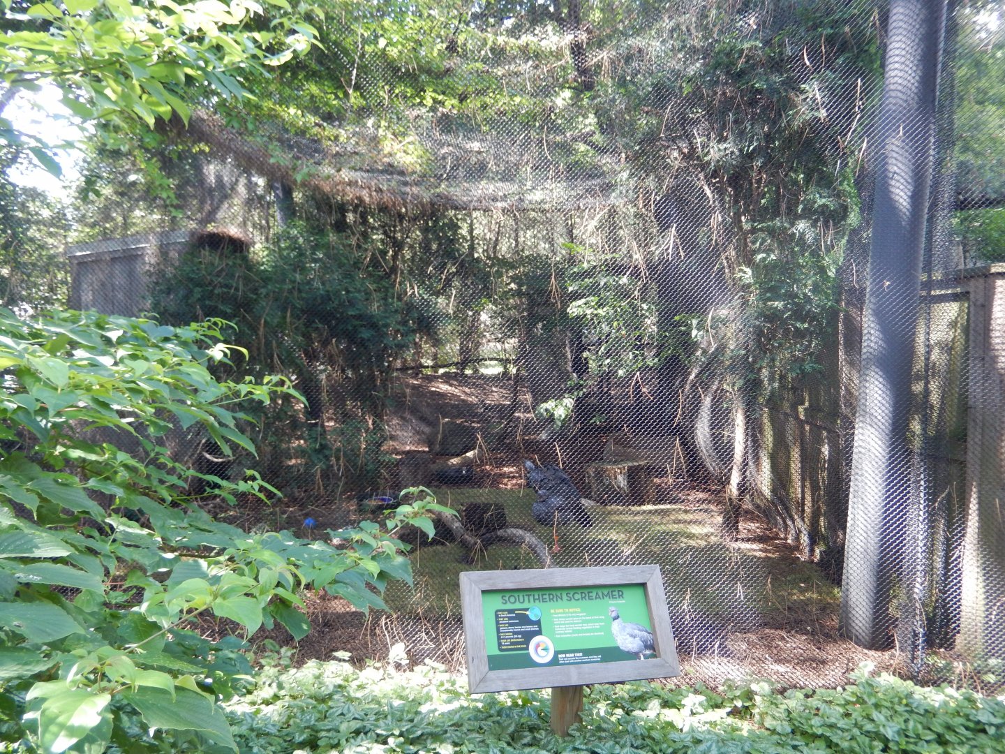 6/29/2024 - Crested Screamer Aviary