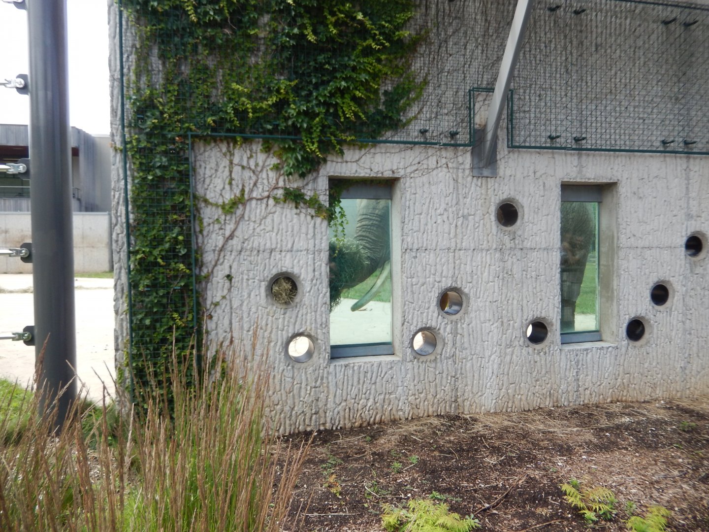 6/29/2024 - Foraging the Wall