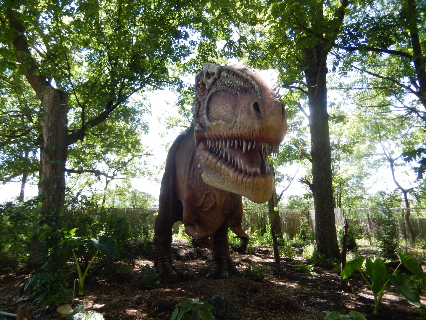 6/29/2024 - Giganotosaurus