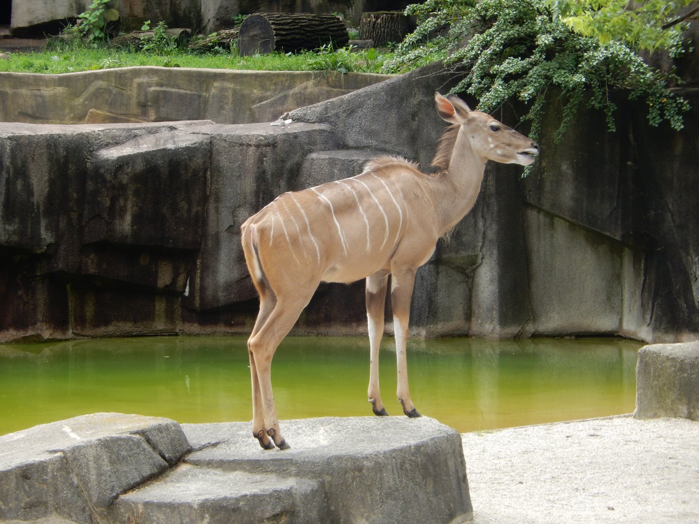 6/29/2024 - Greater Kudu