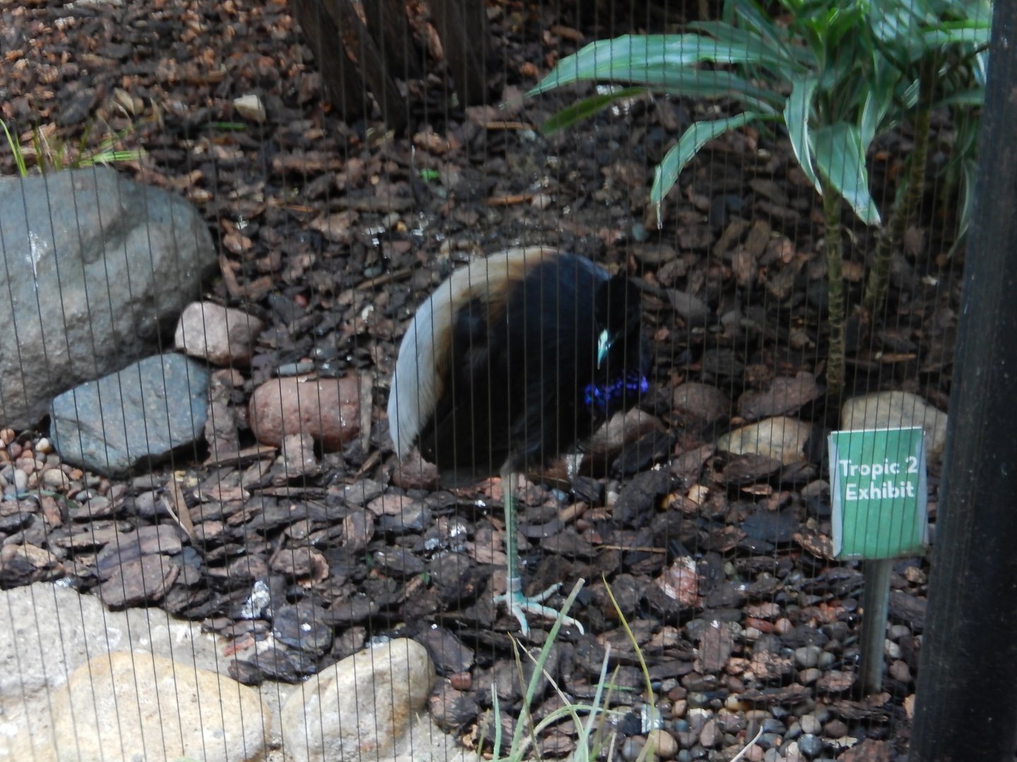 6/29/2024 - Grey-Winged Trumpeter