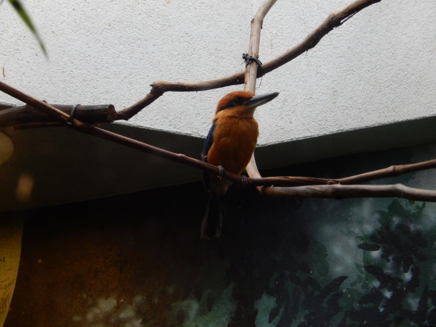 6/29/2024 - Guam Kingfisher