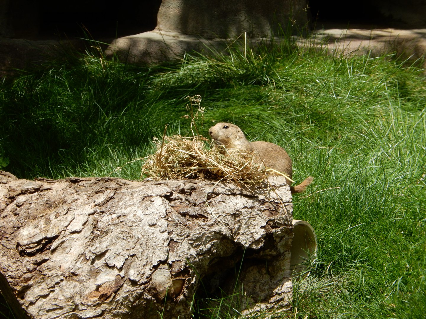 6/29/2024 - Prairie Dog