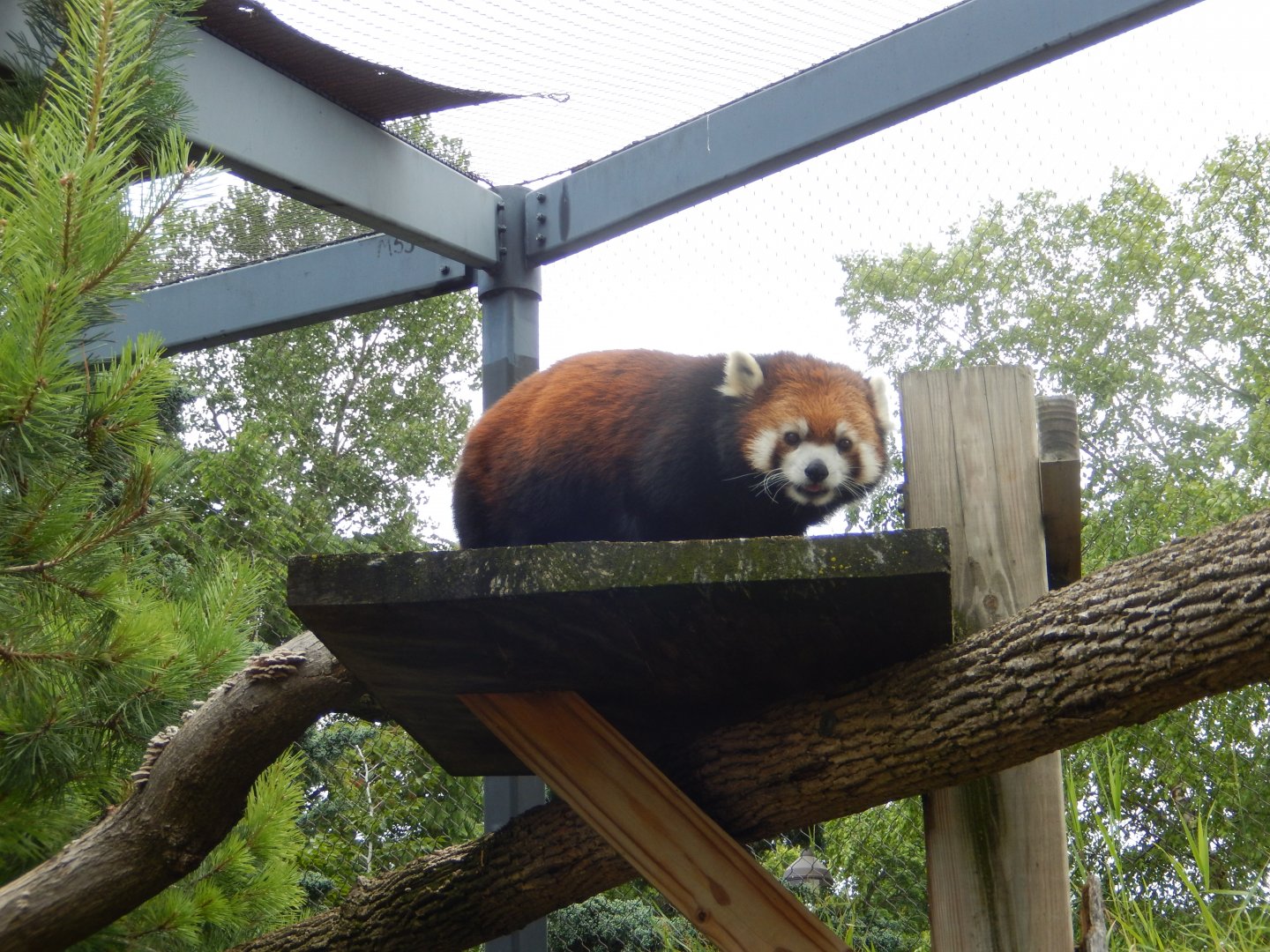 6/29/2024 - Red Panda