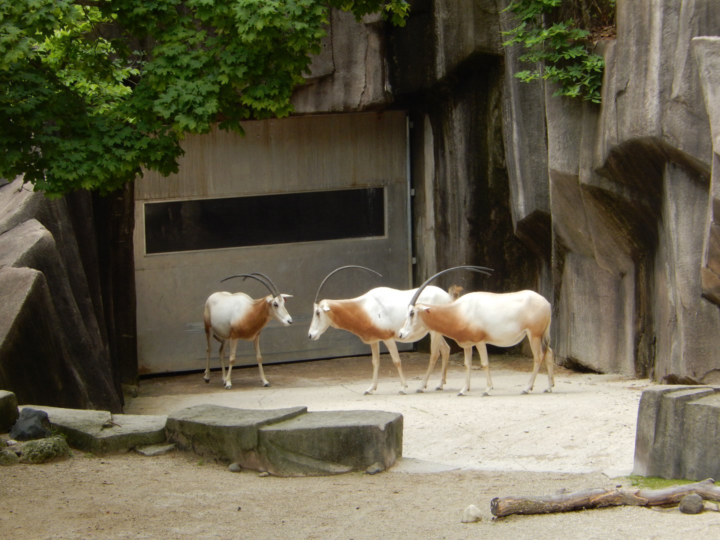 6/29/2024 - Scimitar-Horned Oryx