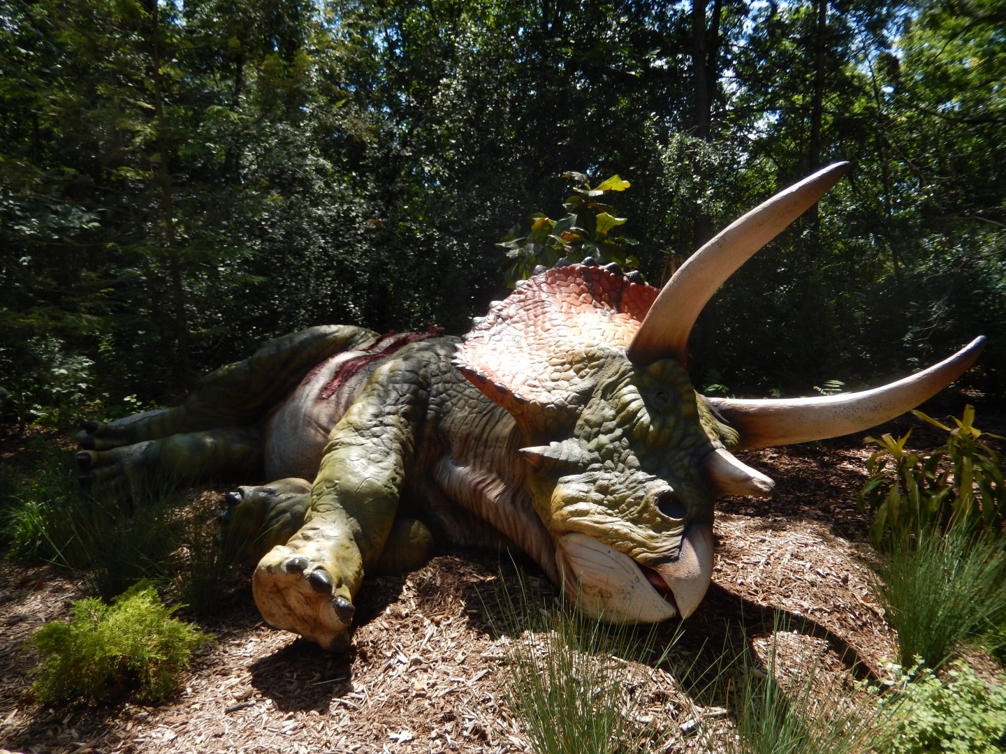 6/29/2024 - Triceratops