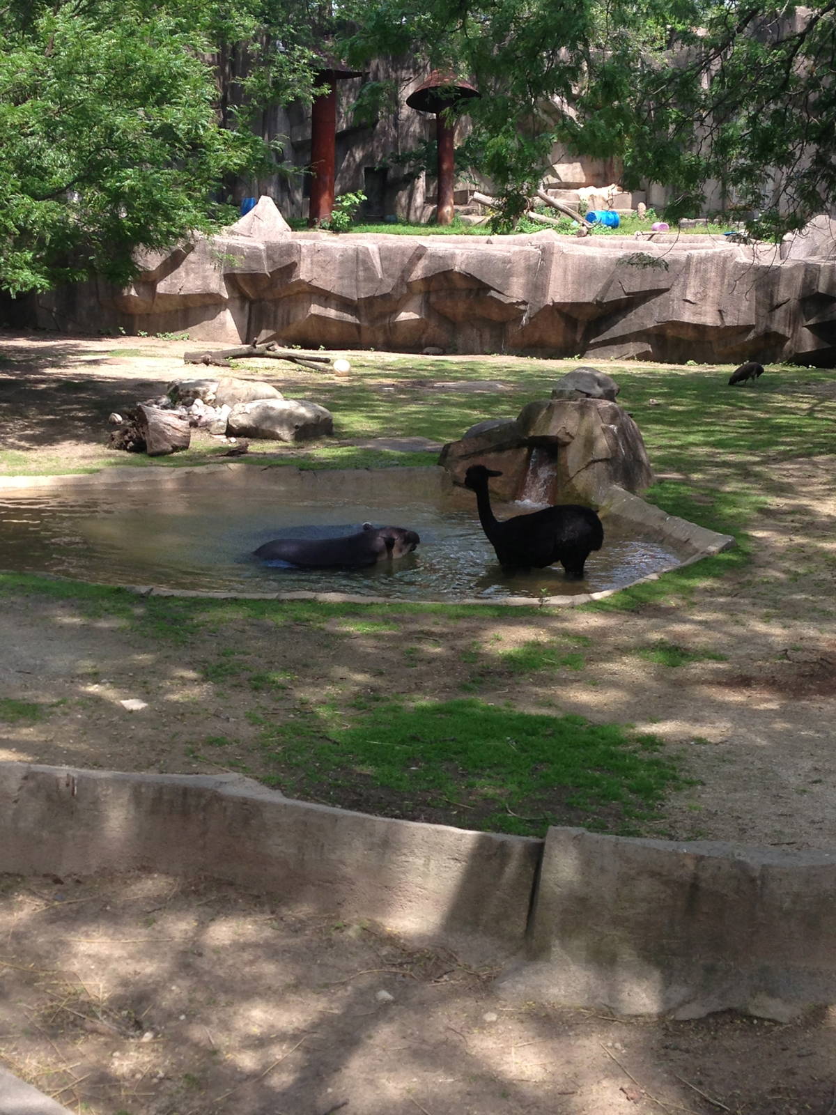 6/30/2014 - Alpaca and Baird's Tapirs