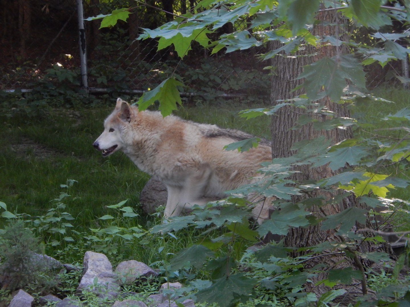 6/5/2020 - Apache (?)