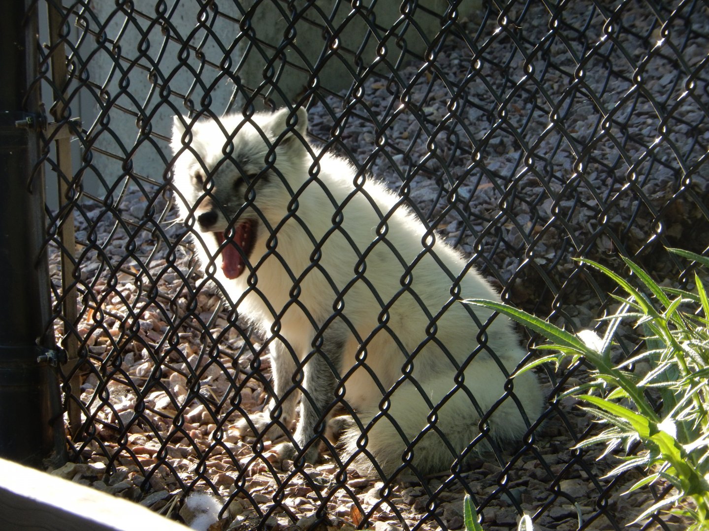 6/5/2020 - Arctic Fox