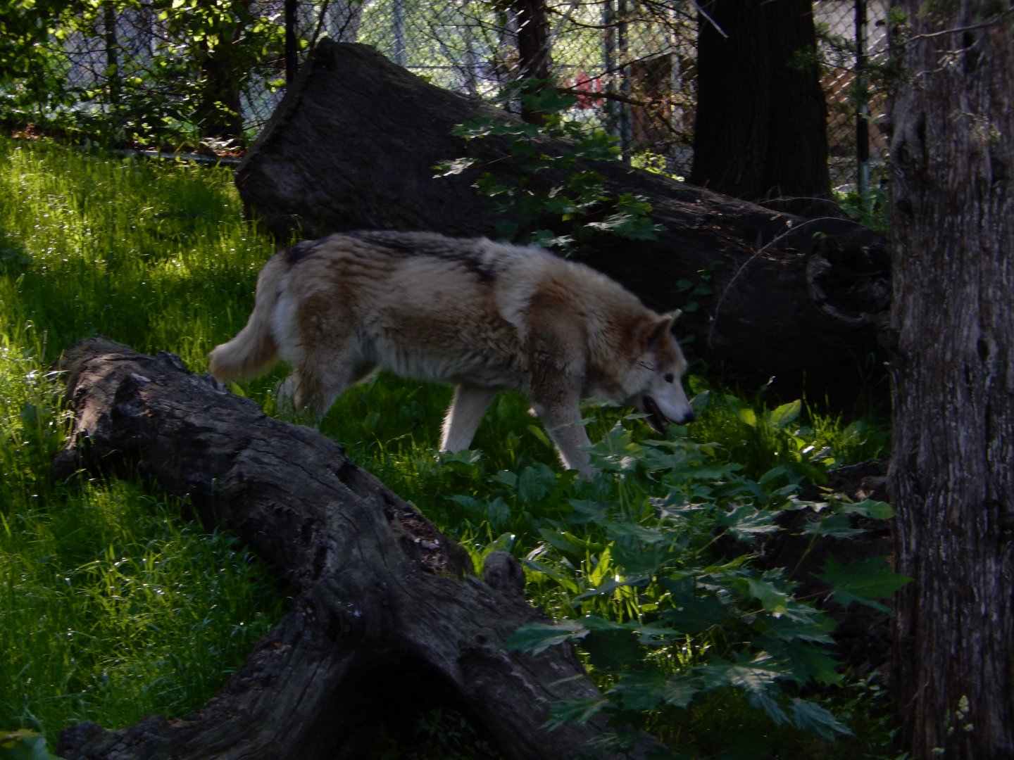 6/5/2020 - Arctic Wolf/Timber Wolf Hybrid?