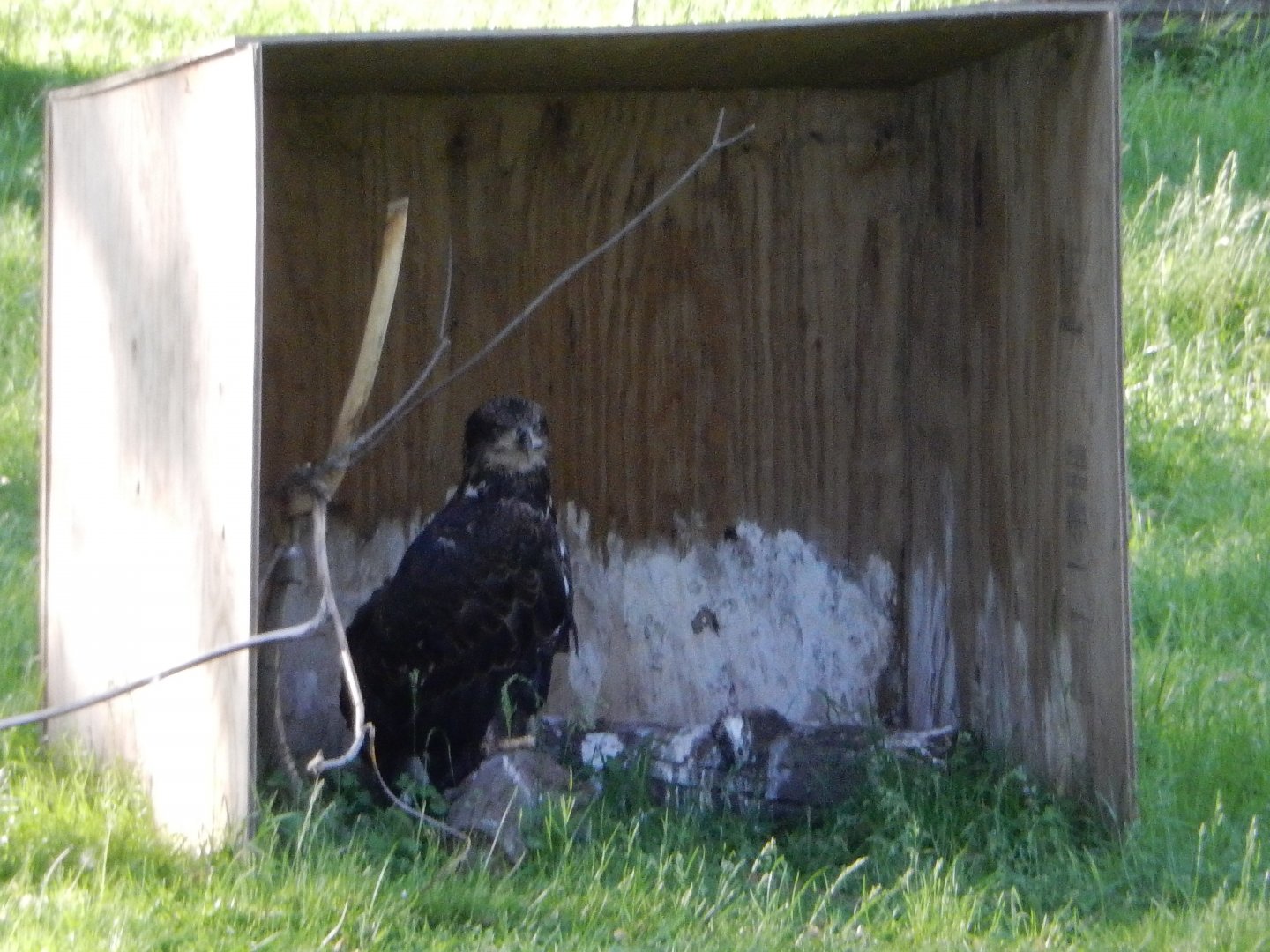 6/5/2020 - Bald Eagle