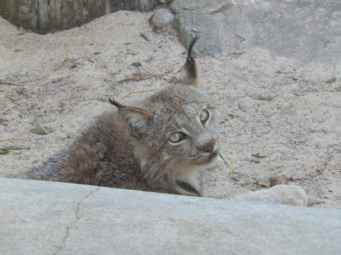6/5/2020 - Canadian Lynx